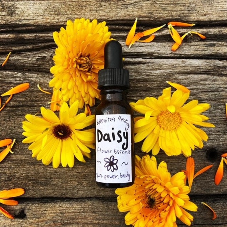 Daisy Flower Essence ~Summer Solstice~ Daisy Flower Essence ~Summer Solstice~
