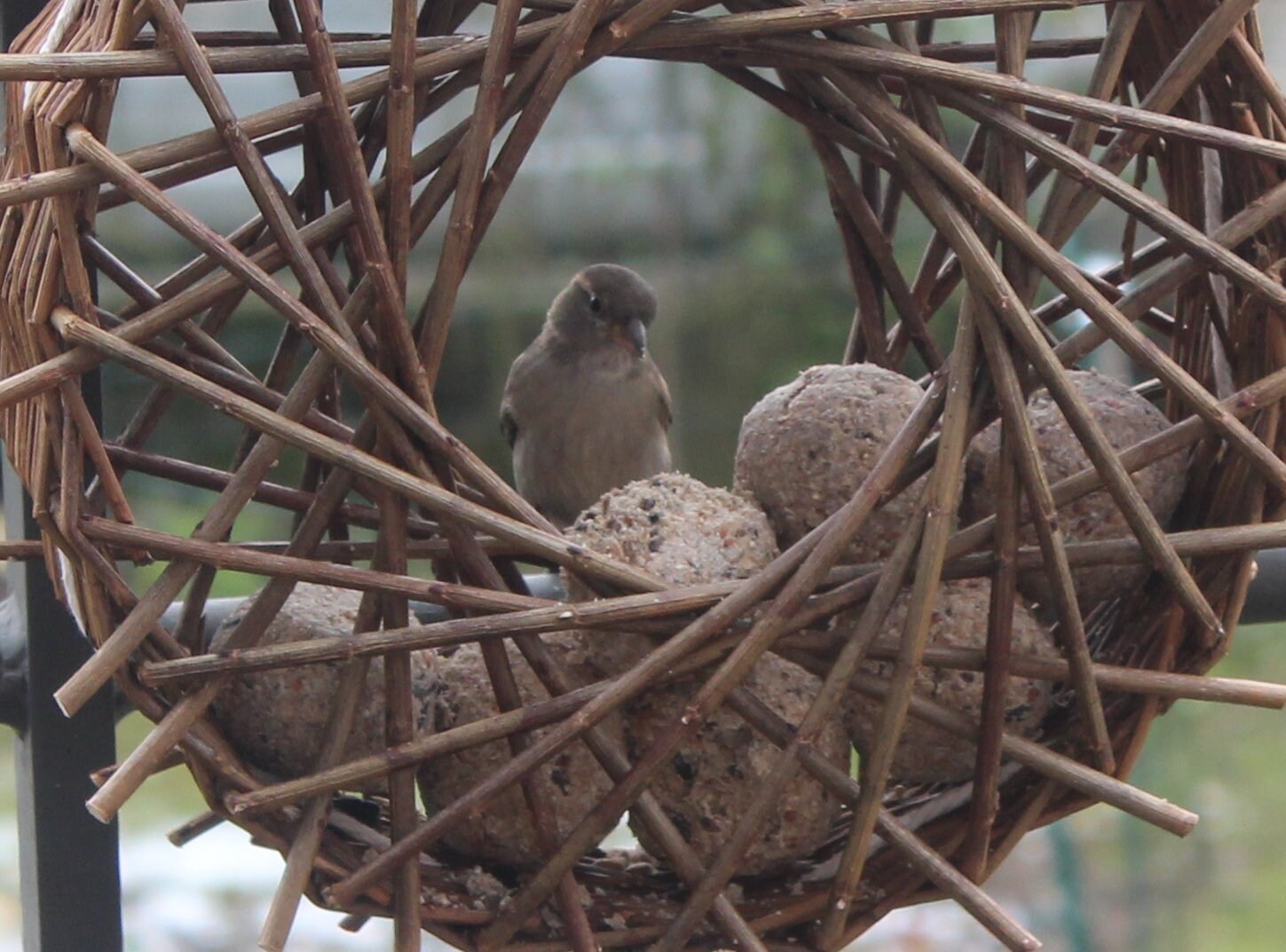 Mangeoire à Oiseaux, Birds Feeder