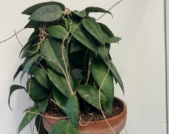 Hoya caudata ‘Sumatra’