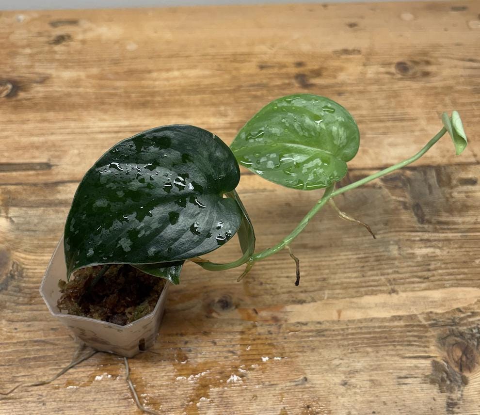 Scindapsus sp Borneo(トリカラータイプ) Scindapsus Tricolor Borneo - Rare plant – Monjungle