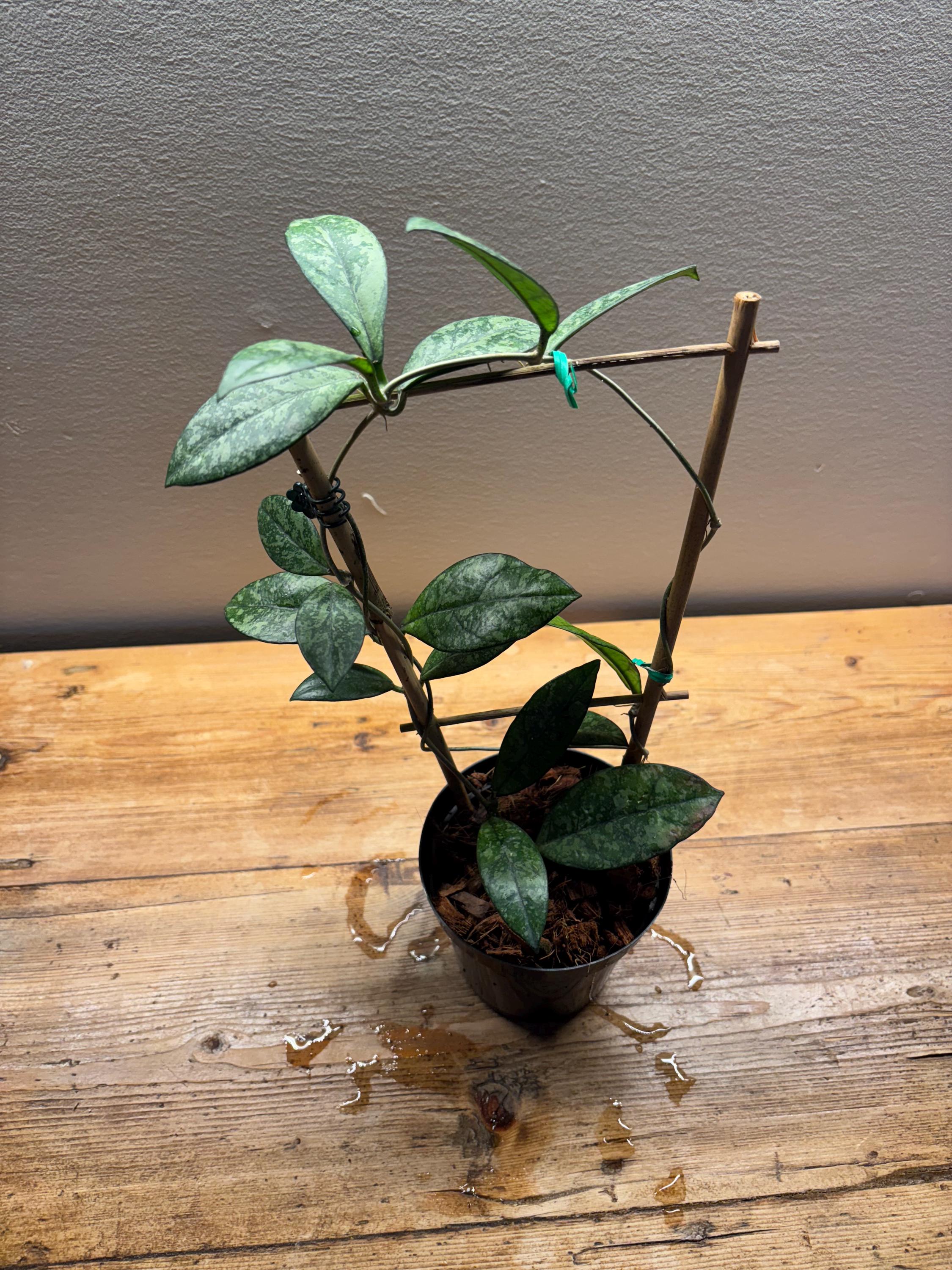 Hoya crassipetiolata 'Super Silver Splash' 