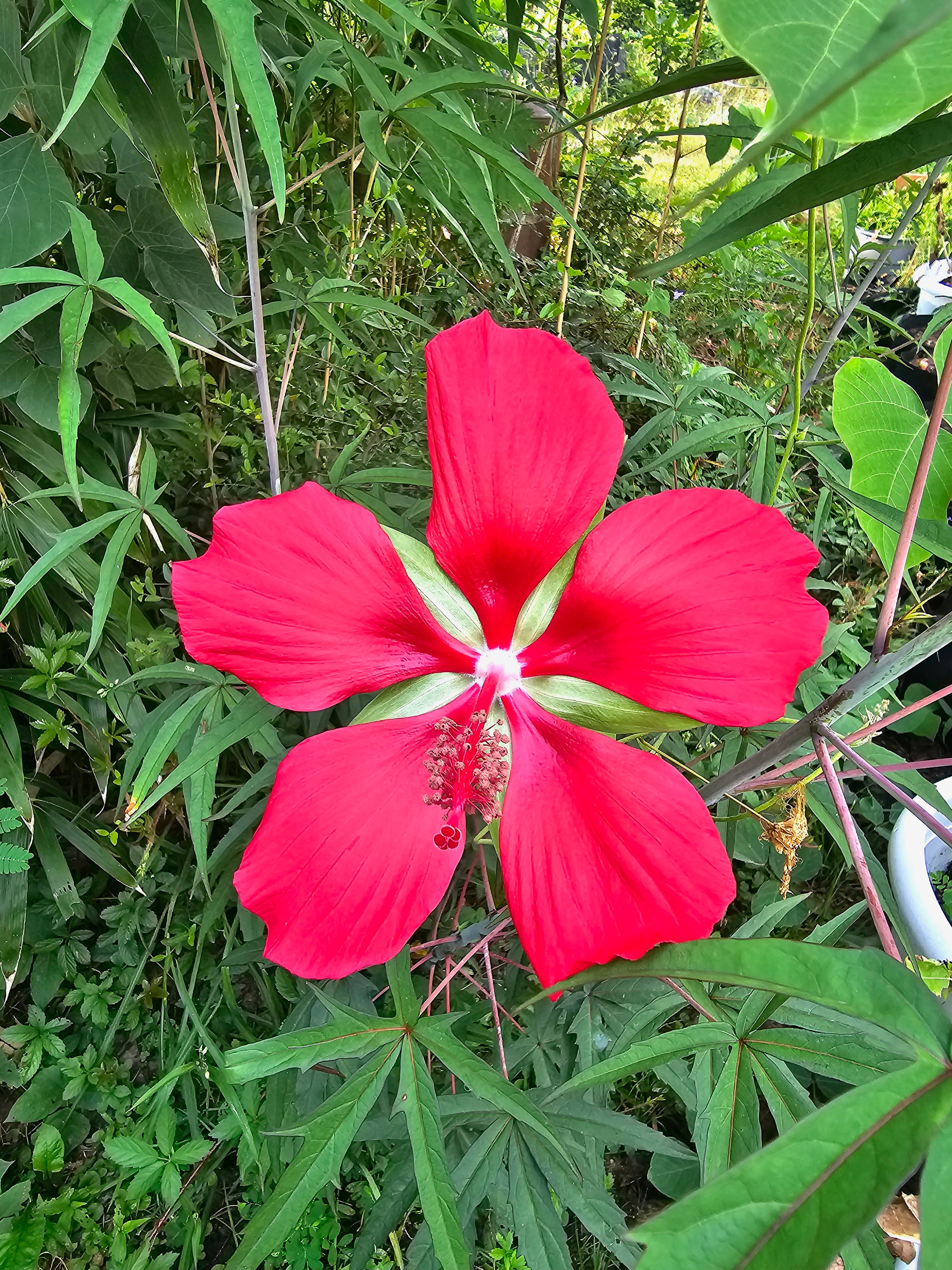 Red Texas Star Hibiscus Seeds Hibiscus Coccineus Etsy