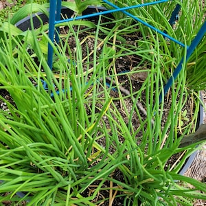 Delicious I'itoi Onions, Ready to plant