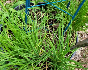 Delicious I'itoi Onions, Ready to plant