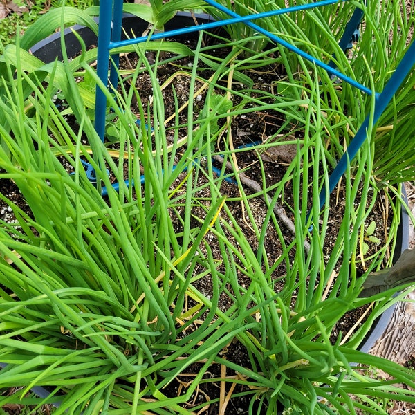 Delicious I'itoi Onions, Ready to plant