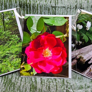 Lot de 3 cartes pour notes avec photo Woodland