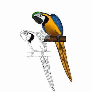 Macaw-Parrot-Blue e Gold-Download istantaneo-png-jpg- SVG- file inclusi- design grafico- sublimazione-clip art-vettore-cut file- Cricut SVG