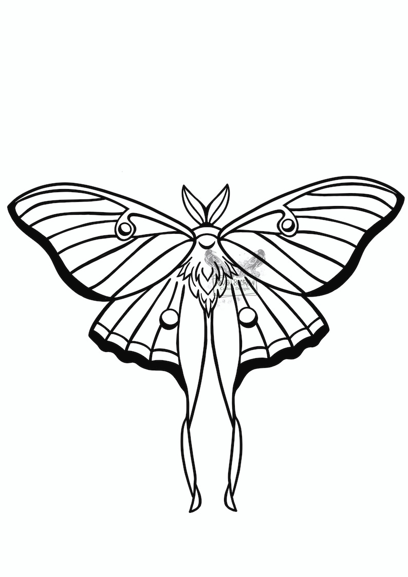 May include: A black and white line drawing of a luna moth with its wings spread wide. The moth has a long, thin body and large, rounded wings with intricate patterns.
