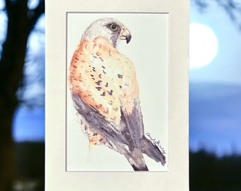 Falcon Original Watercolor Art Print: Matted Bird of Prey Wall Art