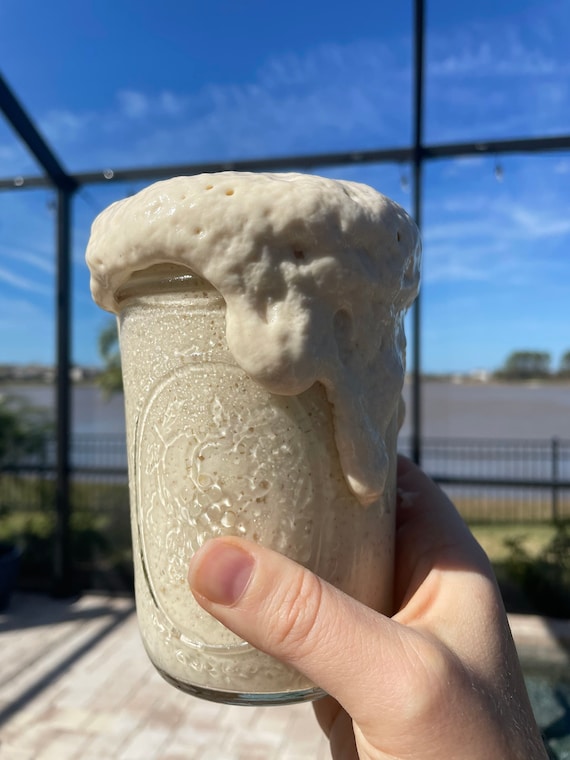 ORGANIC Einkorn Fresh Sourdough STARTER Live Active 1850's 100 Grams in Glass Ball Mason Jar