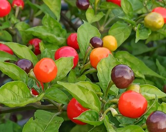 25 Wiri Wiri Guyanese Heirloom Pepper seeds, Hot Cherry Bomb- Amazingly Fragrant Chilli Pepper- Grown in Canada - Free Shipping !!!