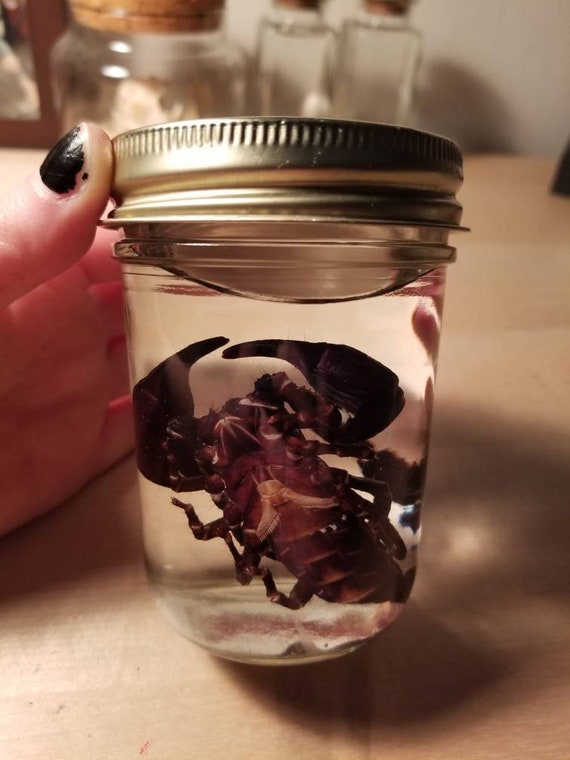 Preserved Emperor Scorpion Wet Specimen