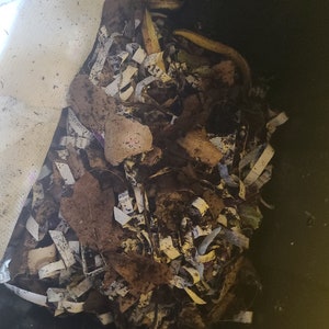 1 gallon worm tea