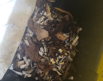 1 gallone di tè verme
