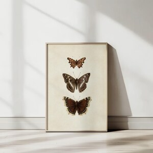 Three vintage butterflies illustration on beige textured background. The top butterfly has jagged wings in light brown, the middle one displays darker brown wings with white spots, and the bottom butterfly has deep brown wings with cream edges. A detailed antique-style sketch evoking natural history and timeless elegance.