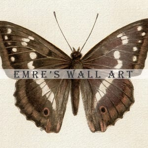 Three vintage butterflies illustration on beige textured background. The top butterfly has jagged wings in light brown, the middle one displays darker brown wings with white spots, and the bottom butterfly has deep brown wings with cream edges. A detailed antique-style sketch evoking natural history and timeless elegance.