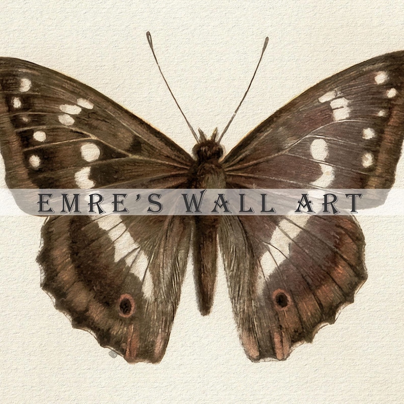 Three vintage butterflies illustration on beige textured background. The top butterfly has jagged wings in light brown, the middle one displays darker brown wings with white spots, and the bottom butterfly has deep brown wings with cream edges. A detailed antique-style sketch evoking natural history and timeless elegance.