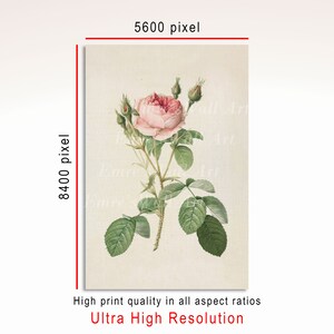 May include: A vintage botanical illustration of a pink rose with green leaves and buds. The rose is depicted in a realistic style with delicate details.