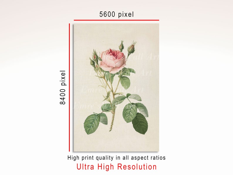 May include: A vintage botanical illustration of a pink rose with green leaves and buds. The rose is depicted in a realistic style with delicate details.