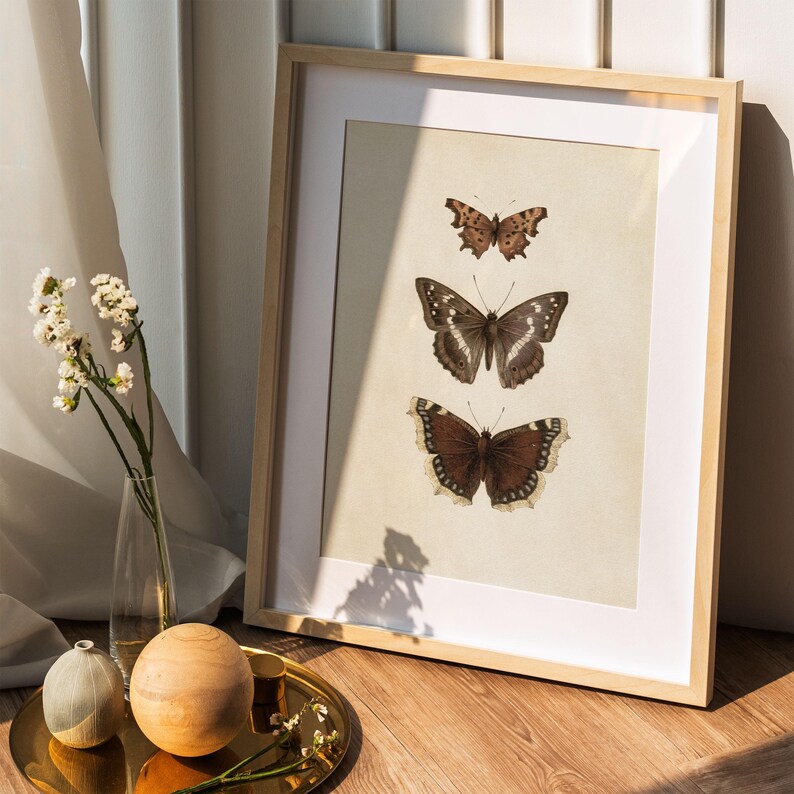 Three vintage butterflies illustration on beige textured background. The top butterfly has jagged wings in light brown, the middle one displays darker brown wings with white spots, and the bottom butterfly has deep brown wings with cream edges. A detailed antique-style sketch evoking natural history and timeless elegance.