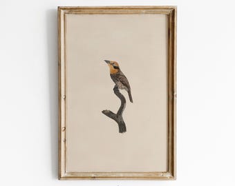 Impresión de ilustración de pájaro vintage: Arte mural de granja antiguo (descarga digital)