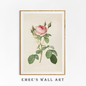 May include: A vintage botanical illustration of a pink rose with green leaves and stems. The rose is in full bloom and has a delicate, feminine appearance.