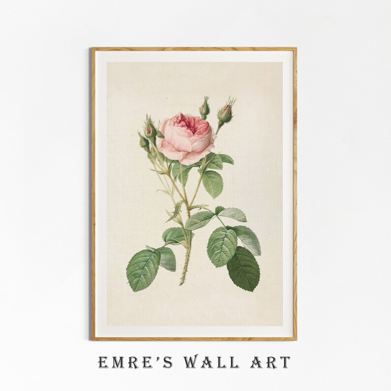 May include: A vintage botanical illustration of a pink rose with green leaves and stems. The rose is in full bloom and has a delicate, feminine appearance.