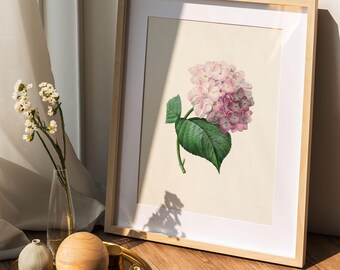 Hydrangea Print, Vintage Botanical Sketch, Floral Drawing Wall Art, Hydrangea Painting Digital Download