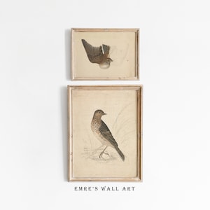 Antique Bird Drawings, Set of 2 Vintage Prints, Vintage Nursery Prints, Farmhouse Kitchen Wall Decor, Digital Printable Artwork