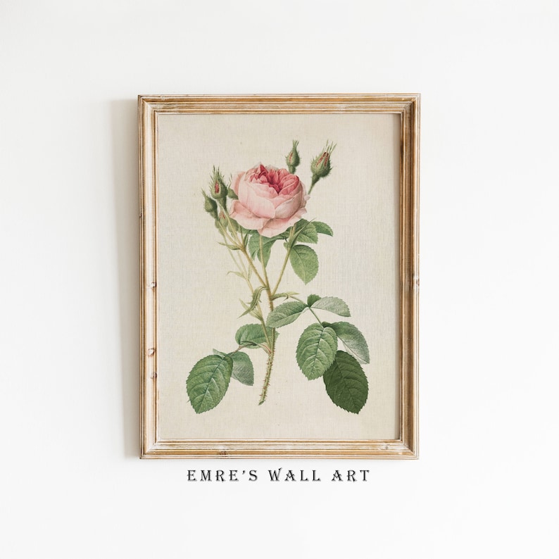 May include: A framed botanical illustration of a pink rose with green leaves and buds. The frame is a light wood color and the background is white.