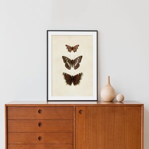 Three vintage butterflies illustration on beige textured background. The top butterfly has jagged wings in light brown, the middle one displays darker brown wings with white spots, and the bottom butterfly has deep brown wings with cream edges. A detailed antique-style sketch evoking natural history and timeless elegance.