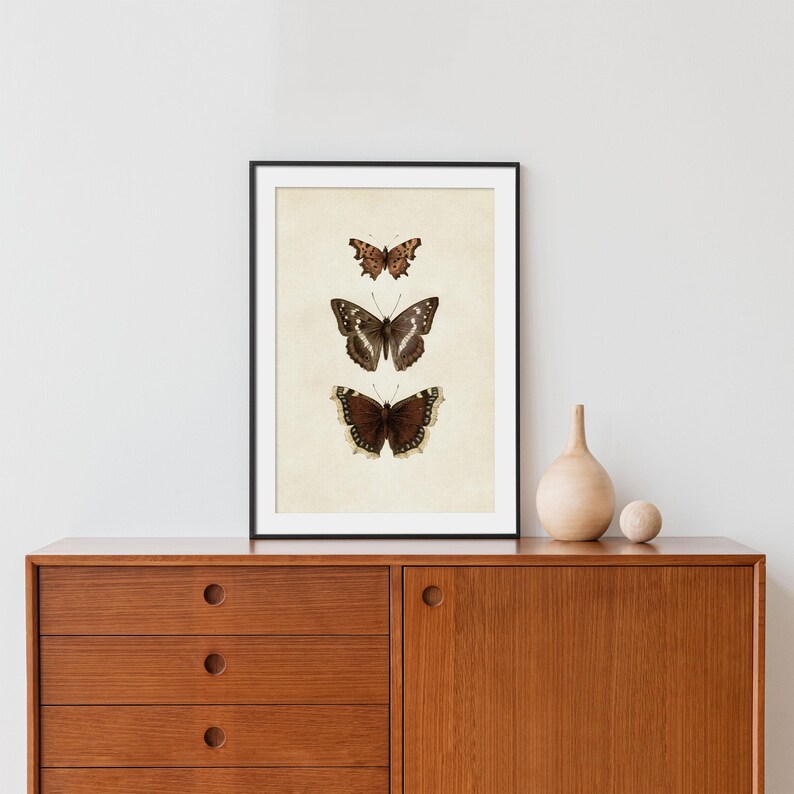 Three vintage butterflies illustration on beige textured background. The top butterfly has jagged wings in light brown, the middle one displays darker brown wings with white spots, and the bottom butterfly has deep brown wings with cream edges. A detailed antique-style sketch evoking natural history and timeless elegance.
