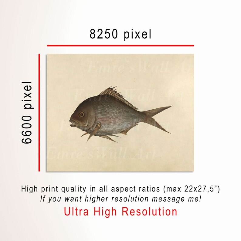 Vintage Fish Drawing: Antique Farmhouse Nursery Art (digital Download ...