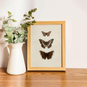 Three vintage butterflies illustration on beige textured background. The top butterfly has jagged wings in light brown, the middle one displays darker brown wings with white spots, and the bottom butterfly has deep brown wings with cream edges. A detailed antique-style sketch evoking natural history and timeless elegance.