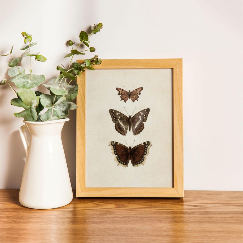Three vintage butterflies illustration on beige textured background. The top butterfly has jagged wings in light brown, the middle one displays darker brown wings with white spots, and the bottom butterfly has deep brown wings with cream edges. A detailed antique-style sketch evoking natural history and timeless elegance.
