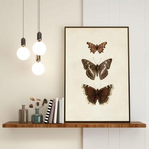 Three vintage butterflies illustration on beige textured background. The top butterfly has jagged wings in light brown, the middle one displays darker brown wings with white spots, and the bottom butterfly has deep brown wings with cream edges. A detailed antique-style sketch evoking natural history and timeless elegance.