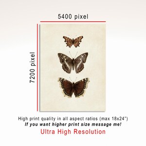 Three vintage butterflies illustration on beige textured background. The top butterfly has jagged wings in light brown, the middle one displays darker brown wings with white spots, and the bottom butterfly has deep brown wings with cream edges. A detailed antique-style sketch evoking natural history and timeless elegance.
