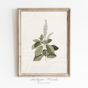 Neutral Floral Vintage Drawing, Botanical Sketch Art, PRINTABLE Antique Branch Sketch, Farmhouse Elegant Wall Decor