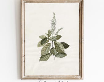Dibujo floral vintage neutro, arte botánico, boceto de rama antigua imprimible, elegante decoración de pared de estilo rústico.