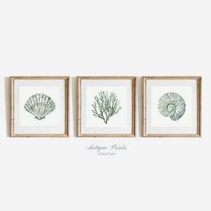 Impressions côtières, lot de 3 oeuvres d'art murales carrées sur la plage, croquis de coquillage aquarelle, décoration côtière vert clair, dessin de coquillages, art numérique