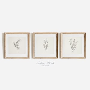 May include: Three framed botanical prints featuring black and white illustrations of various flowers. The frames are a light wood colour and the prints are on a white background. The text "Antique Prints Collection" is below the frames.