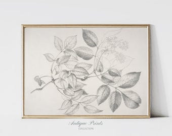 ヴィンテージの枝のスケッチアート、アンティークな植物画、ニュートラルな花のスケッチ、素朴な農家の壁装飾 - 印刷可能