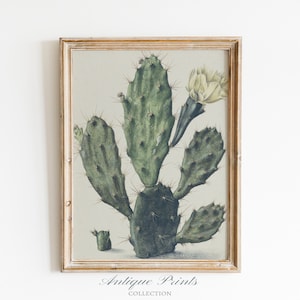 Kaktus Blume Zeichnung, Vintage Kaktus Skizze, antike Kaktus Druck, Botanische Malerei, Bauernhaus Dekor, botanische Wandkunst - DRUCKBAR