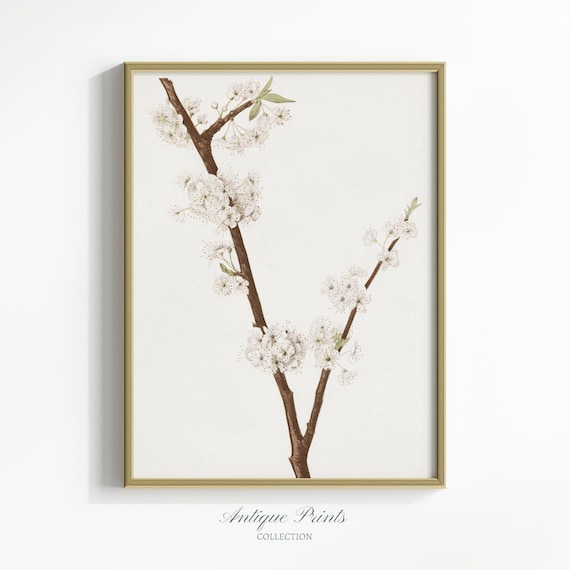 White Blossom Wall Art, Spring Botanical Vintage Print  display picture 2