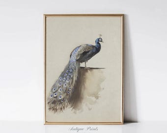 Vintage Indian Peacock Print, India Painting, Peacock Wall Art, Antique Nursery Wall Decor, Vintage India Home Decor - PRINTABLE