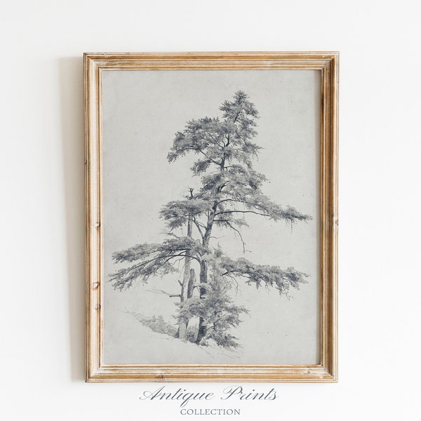 Pine Tree Sketch Art, Vintage Tree Drawing, Antique Nature Print, Neutral Forest Sketch Wall Art, Rustic Farmhouse Wall Decor - PRINTABLE