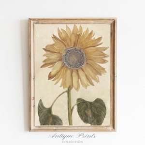 Vintage Sunflower Drawing, Botanical Wall Art, Antique Sunflower Sketch Art, Sunflower Print, Summer Farmhouse Decor - PRINTABLE