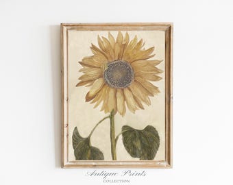 Dibujo de girasol vintage, arte mural botánico, boceto de girasol antiguo, impresión de girasol, decoración de granja de verano - IMPRIMIBLE