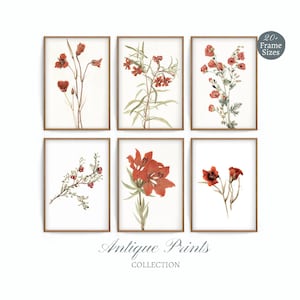 Botanical Set of 6 Vintage Prints, Red Flowers Gallery Wall Set, Rustic Cottage Decor, Flower Drawing Antique 6 Pieces Wall Art - PRINTABLE