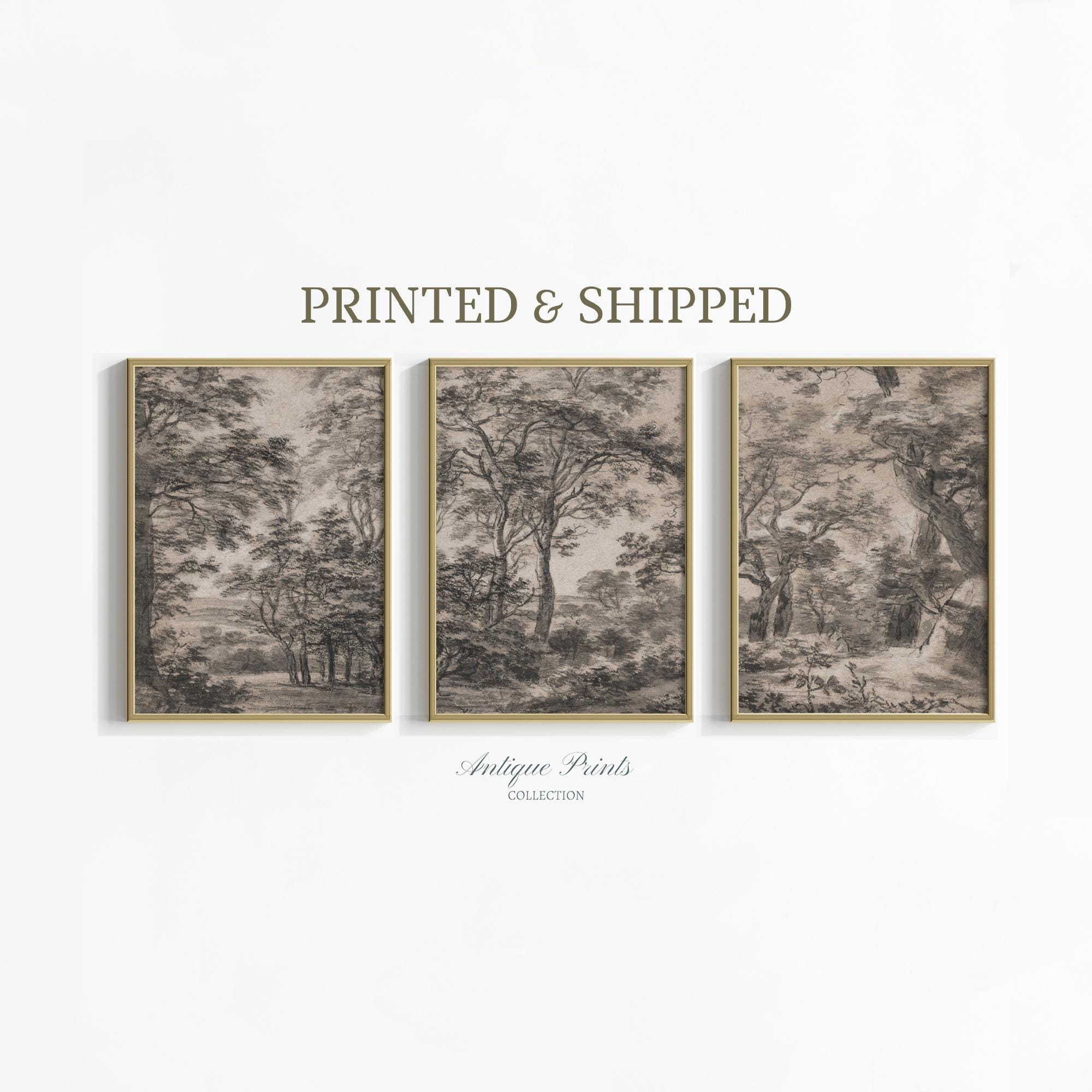 Forest Landscape Set of 3 Prints, Vintage Botanical Sketch Mailed Art, Neutral Farmhouse Decor
